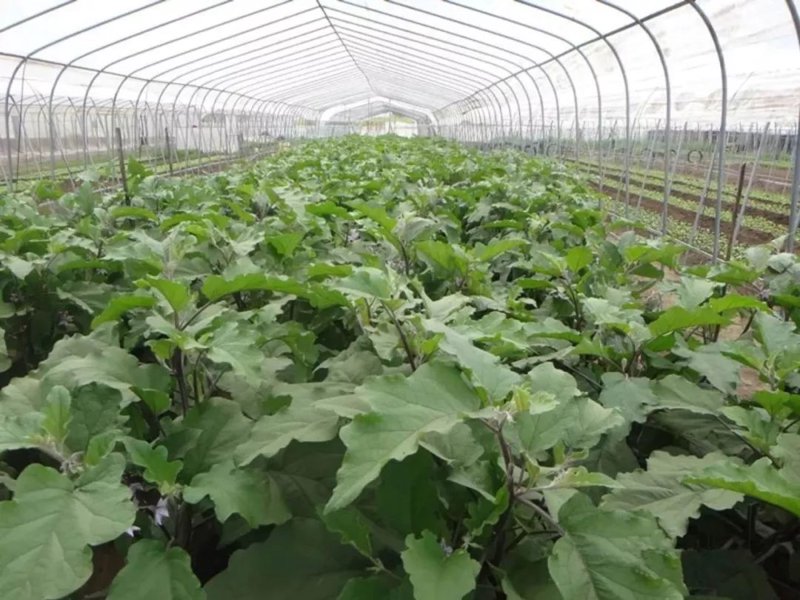 大棚蔬菜：现代农业中的璀璨明珠