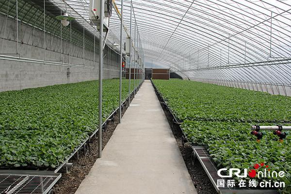探索蔬菜专业合作社：现代农业创新的力量