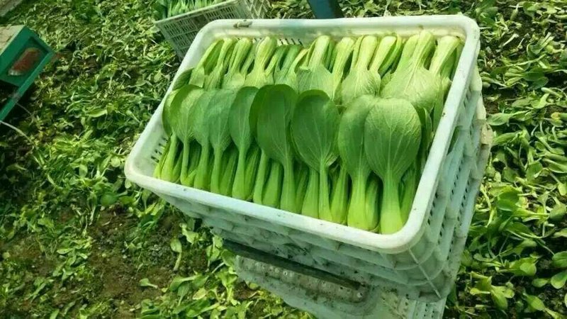 青菜批发